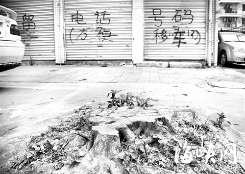 大树突然拦腰断下砸中两辆车子 园林介入调查