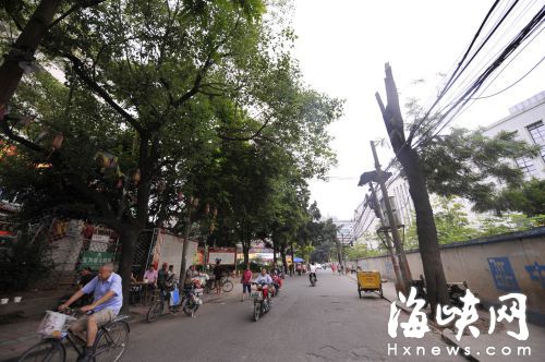 因道路拓宽，洋中路两侧一百六十多棵树要移走