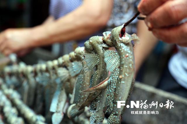 福州罗源端午节有个奇特习俗：用稻草熏跳跳鱼