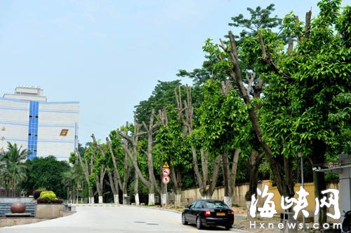 福建工业学校50多棵六层楼高玉兰被“腰剪”