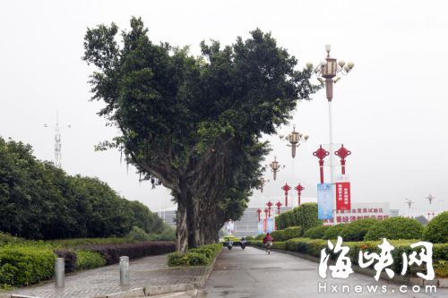潘墩路边的行道树，全部按照规范修剪