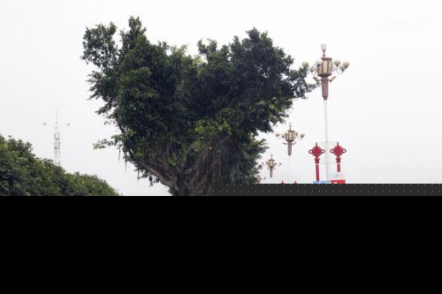 福州多发违规砍树 市园林局：将组织轮训修剪工
