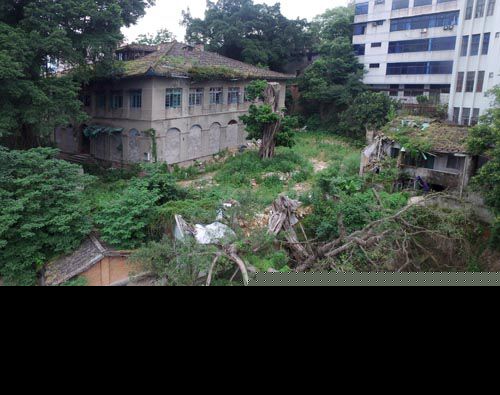 美丰银行旧址边的古榕（画圈处）已长出新叶，断枝还在一旁