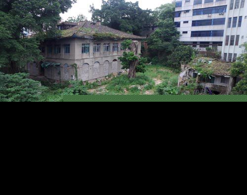 福州烟台山百年古榕被截顶 满地断枝一年未清