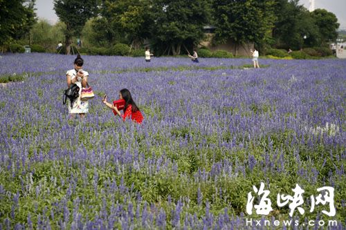 要赏花来福州的“普罗旺斯” 紫色花田市民驻足观赏