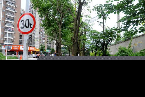 这14棵树占了人行道，市民只能走到机动车道上&nbsp;