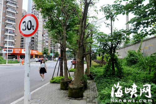 福州东浦路上14棵待种大树 摆在人行道已半年