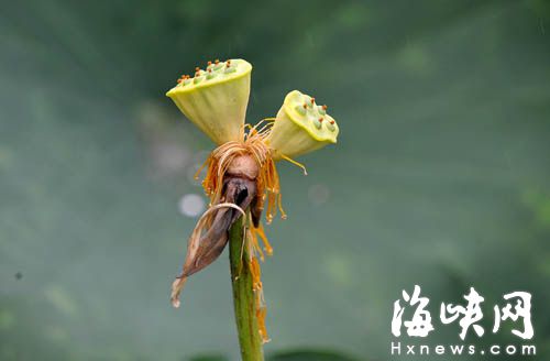 福州茶亭公园 并蒂莲花开花落