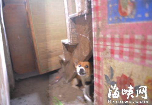 流浪狗入室产崽还咬伤人 收容队将前去处理