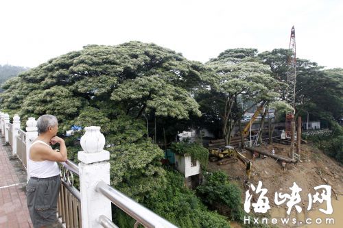 福州版“迎客松”遭截肢 施工单位未出示公告