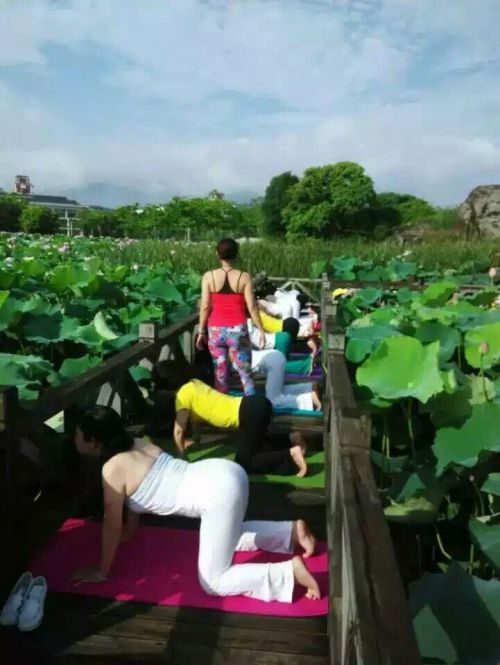 游客在福建中医药大学 荷花池上占道组团练瑜伽