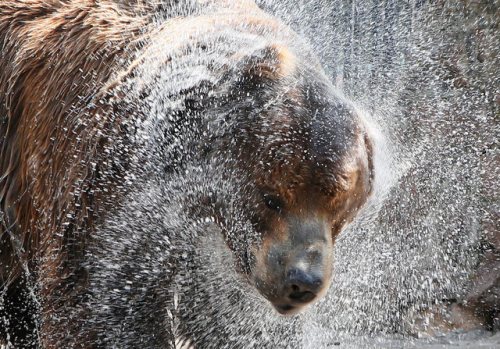 就连俄罗斯的西伯利亚地区，都在本月中旬达到了33摄氏度的高温。恼人的热度使孩子们下河乘凉，而动物园里的西伯利亚棕熊，就只能靠工作人员提供的喷水来“洗淋浴”降温。