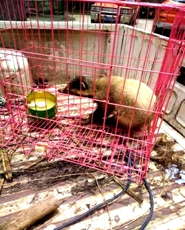 野生果子狸受伤没食欲　住进空调房避暑恢复良好