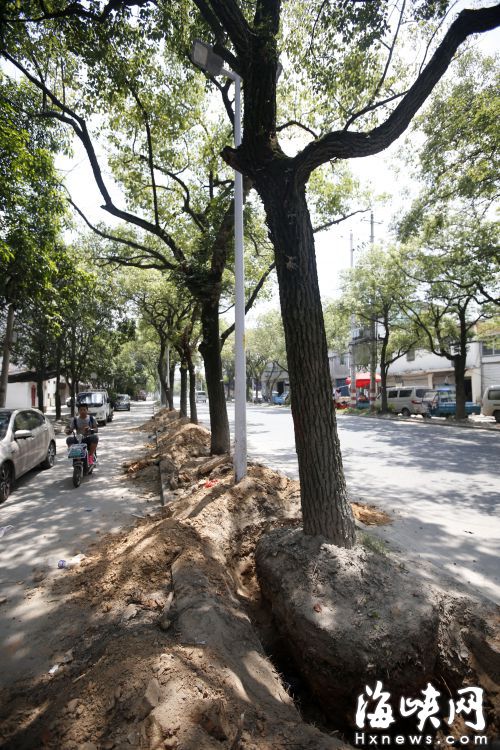 樟树被挪走后，路人又少了一大片遮阴的地方