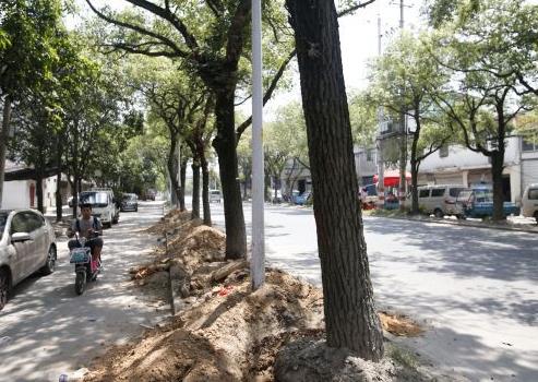 为修建南台大道盖山路老樟树要移走 市民惋惜