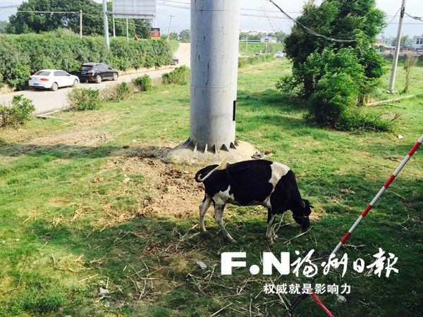 南港大桥下绿化带有村民放牧 奶牛啃光绿化带