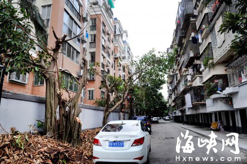 泉塘小区 50棵大树“剃光头”
