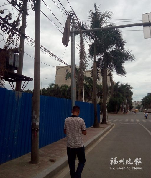 金阵路金工路沿线椰子树常落叶　压弯电线砸小车