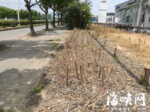 福州潘墩路百棵夹竹桃被砍 损失超8000元已涉嫌犯罪