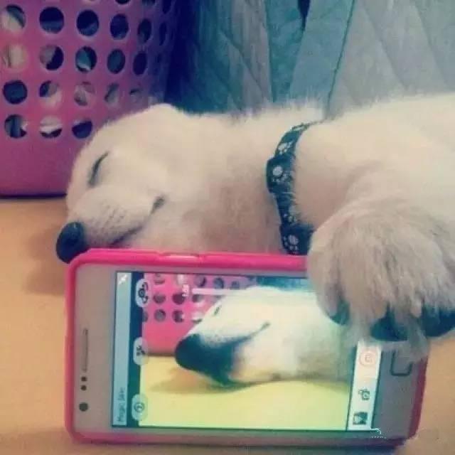 如果动物也会用手机自拍 于是就变成了这样！