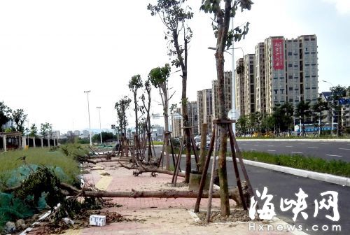 福州南台大道十几棵树被放置路边 叶子暴晒干枯