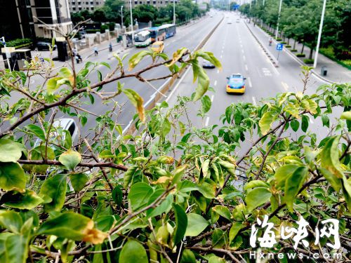 滴灌系统供水被关 湖前天桥三角梅没水挺“渴”
