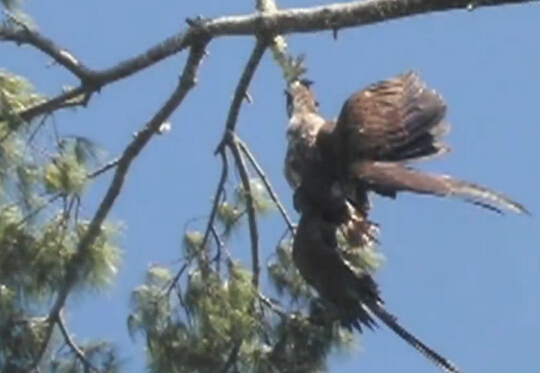 秃鹰被困23米高树枝