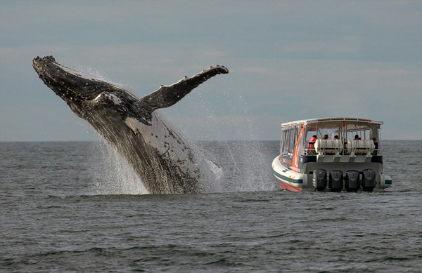 尴尬！巨鲸跃出水面却被身旁游客集体“无视”