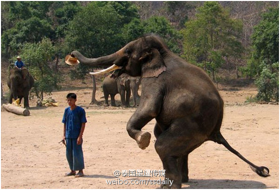 成精了！泰国吉祥物大象会后腿踢球加扣篮(图)