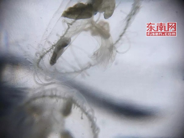 寿宁小托水库惊现“桃花水母” 系中国一级保护动物