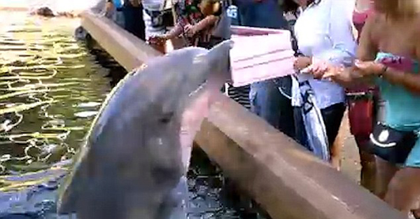 成精了！海豚偷抢游客平板电脑扔水里 游客泪崩