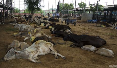 印度养牛场工人罢工百余头牛15天无人喂食