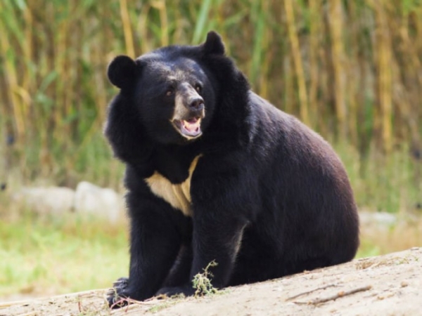 日本动物园女员工遭黑熊袭击 左胸和胃部受伤伤重不治