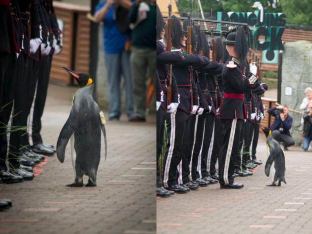 挪威一企鹅被升为准将后检阅士兵 有爵士的头衔