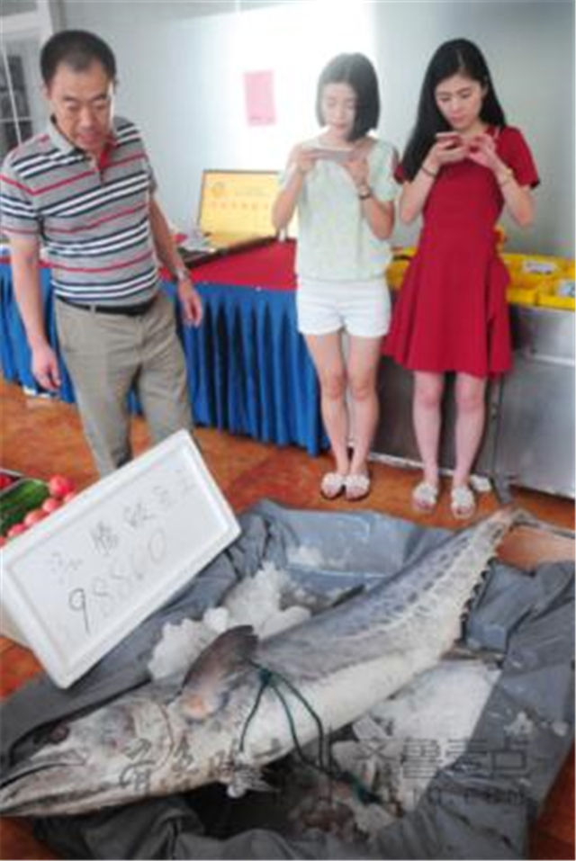 山东烟台现长2米10重150斤的罕见鲅鱼王(图)