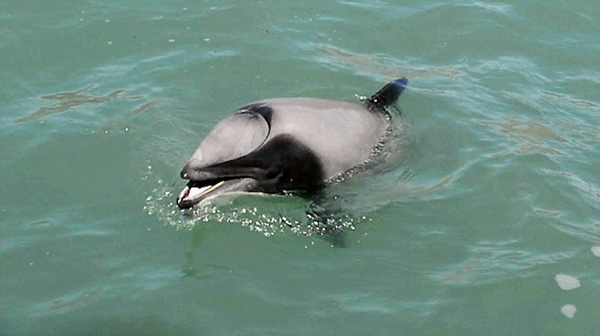 罕见！新西兰海岸一海豚因气孔受损用嘴呼吸(图)
