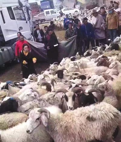 卓玛和准备放生的羊群。