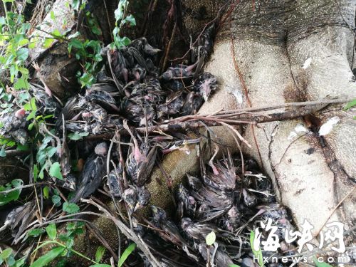 暴雨后数百只麻雀离奇死亡 疑是放生鸟