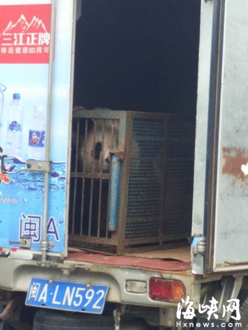 货车后车厢门没关，里面有一只熊猫被关在笼子里 &nbsp;