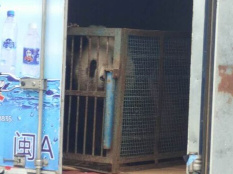惊呆了!福州市区开着车 眼前突现两只熊猫