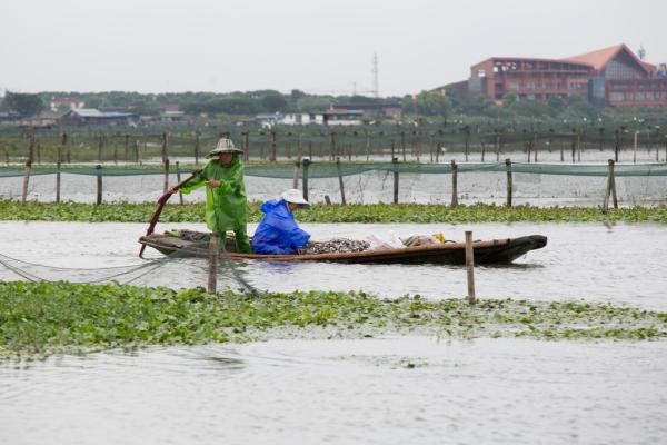 2016年9月14日，苏州阳澄湖大闸蟹养殖基地，蟹农在给大闸蟹喂食煮熟的玉米和小鱼。 澎湃新闻记者 朱伟辉 图