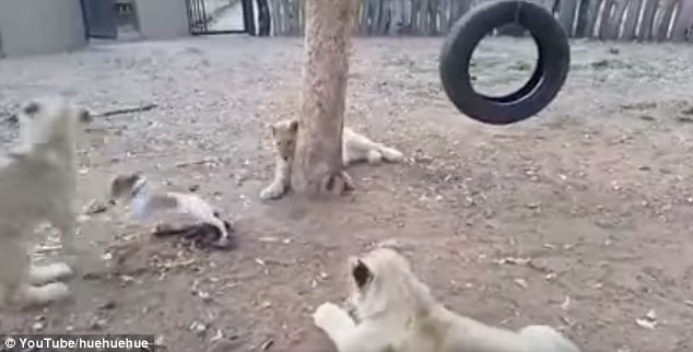 颜面何在！3只幼狮抢食竟被小狗吓退 引网友大笑