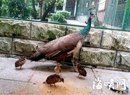 狂风暴雨中孔雀妈妈“淡定”孵蛋 4只小孔雀破壳而出
