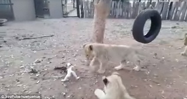 3只幼狮抢食竟被小狗吓退 万兽之王颜面何在！