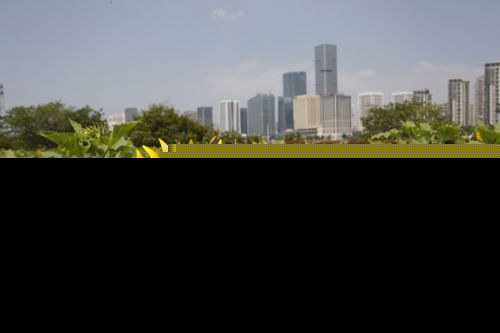 福州花海公园万朵向日葵绽放 国庆将迎来花量顶峰