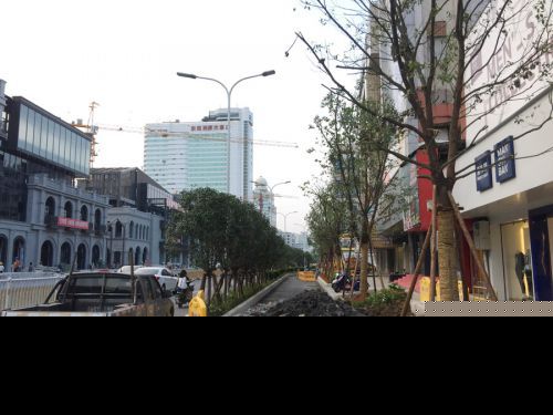 福州南街复绿将种四排树 东侧回植已基本完工