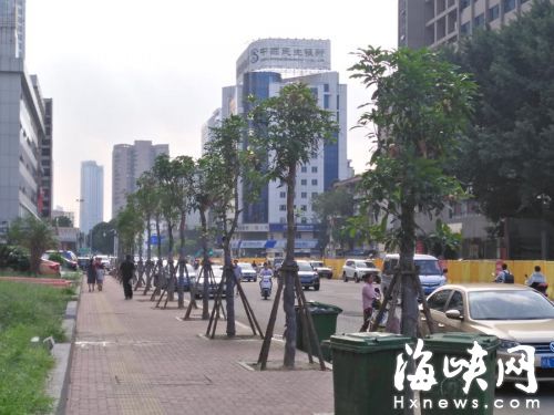 福州群众西路拓宽后回植树太小 下月换大树