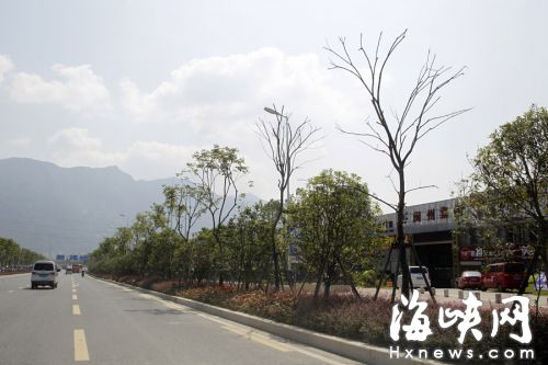 遭台风侵袭一年倒伏两次 福州化工路20棵行道树枯了