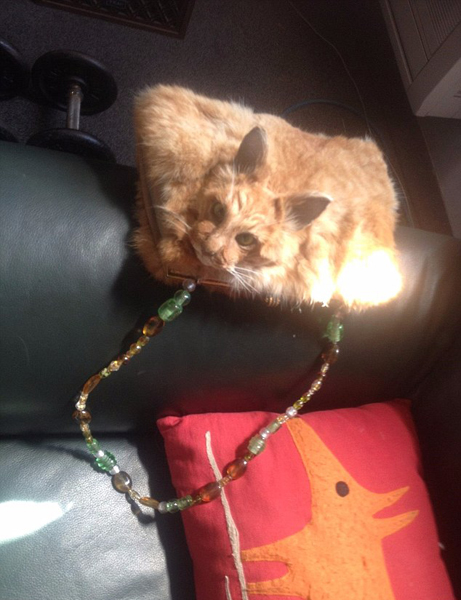 新西兰网站公开拍卖猫咪标本手提包 起拍价近万元