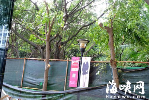 福州广场周边小树遭“大剪” 只剩树干